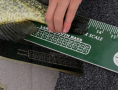 Free Fish Ruler & Info Packet – WI, ND, SD, IA, IL, MN Only