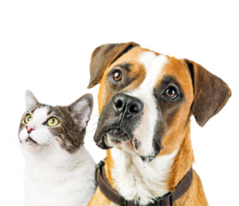 Free Inception Pet Food Sample