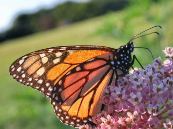 Get your free butterfly and bee pollinator seed packets!