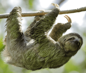 FREE Happy Sloth Co. Sticker