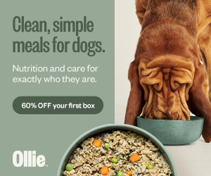 Exclusive 60% discount on your first box of Ollie’s nutritious offerings